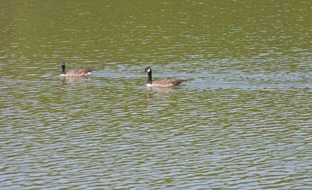 Two geese swimming across a lake with one goose looking at cameraの写真素材