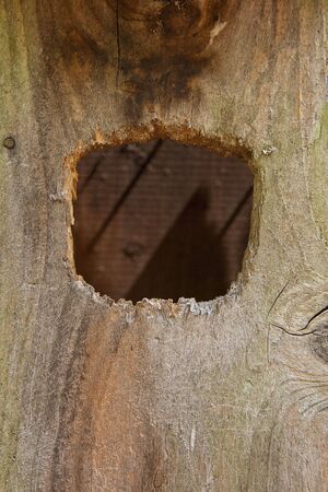 A rough hole cut in the a wood birdhouseの写真素材