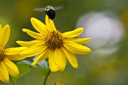 A bee pollinating a yellow wildflowerの写真素材