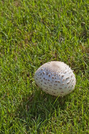 Large white mushrooms in a green grass lawnの写真素材