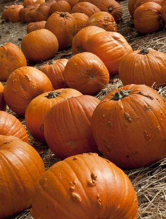 Many large pumpkins in a field of pinestrawの写真素材
