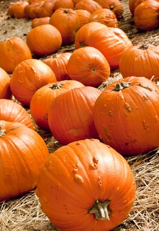 Large pumpkins for sale on pine strawの写真素材