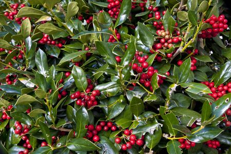 Close up of orange berries and green leaves of a holly bush.の写真素材