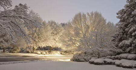 Snow across a yard and street lit by street lightの写真素材