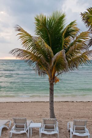 A palm tree over chaise lounges on a beachの写真素材