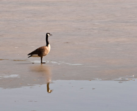 A goose standing on a layer of ice on a winters lakeの写真素材