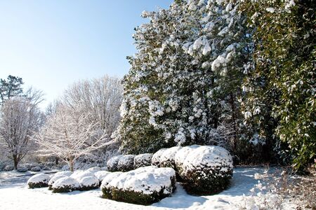 A snow covered yard under bright blue skiesの写真素材