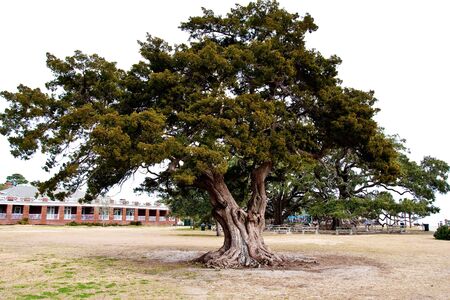 A massive old oak tree in a coastal park under a white skyの写真素材