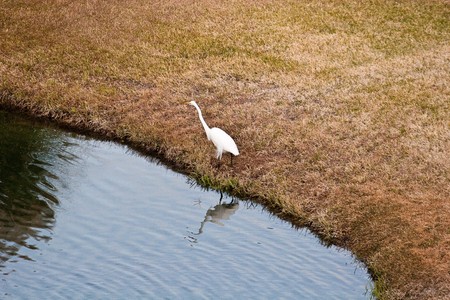 A snowy egret walking along a pond in winterの写真素材