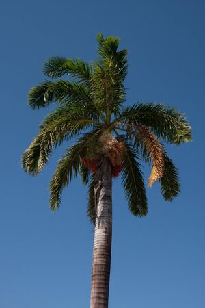 A palm tree rising into a clear blue skyの写真素材