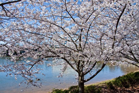 A cherry tree blooming in the spring on the edge of a lakeの写真素材