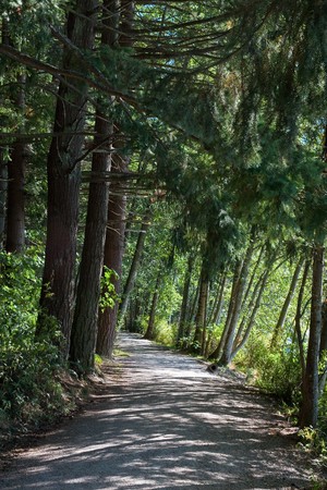 A walking path through deep woods  in summerの写真素材