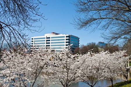 Cherry Trees blooming on the shore of an office park lakeの写真素材