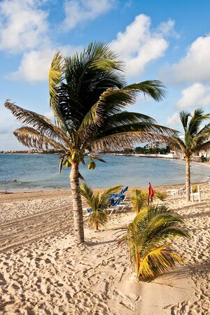 A sandy beach in a tropical climate with palm trees and cloudsの写真素材