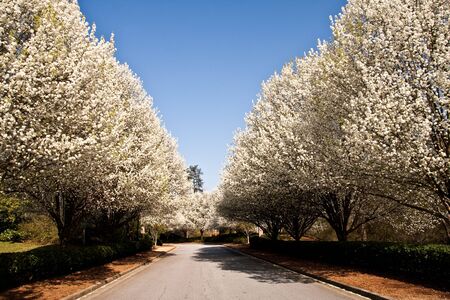 A street lined with blooming pear treesの写真素材
