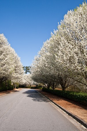 Blooming pear trees in the spring beside a rural streetの写真素材