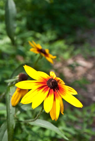 Bright colorful wildflowers in the forestの写真素材