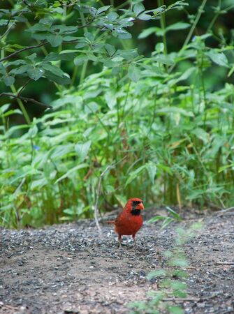 A red bird on the ground in the forestの写真素材