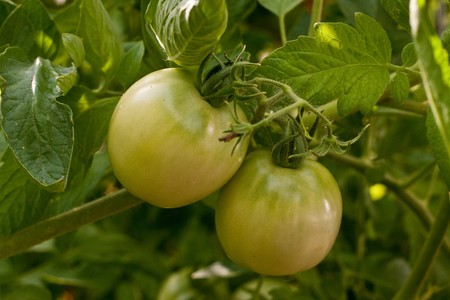 Two green tomatoes growing on a vineの写真素材