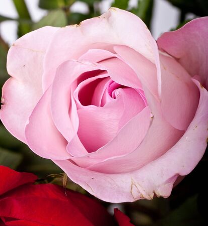 A beautiful pink rosebud in a bouquetの写真素材