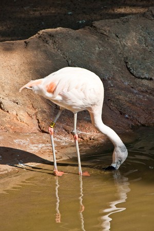 A pink flamingo with a tag on its leg drinking from muddy lakeの写真素材