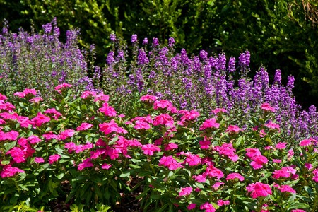 A formal garden planted with pink and purple flowersの写真素材