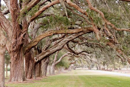 Rows of ancient oaks with limbs overhanging a grassy laneの写真素材