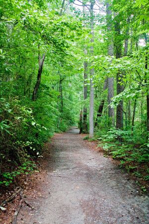 A green forest in summer with a dirt pathの写真素材