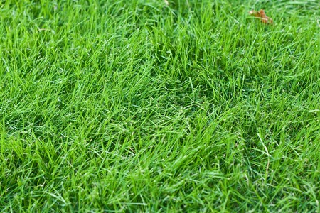 A new lawn with young green fescue grassの写真素材
