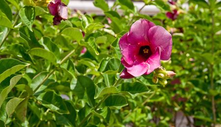 A brilliant hibiscus flower on a green shrub backgroundの写真素材