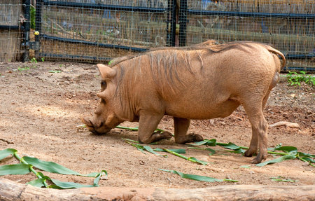 A warthog rooting in the dirt and kneeling
