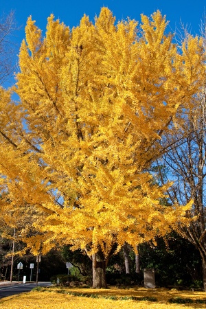 A linden tree with bright yellow foilage under a blue autumn skyの写真素材