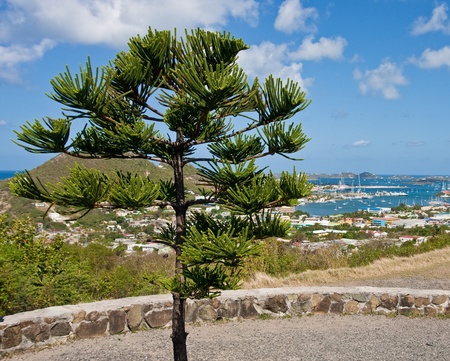 A small evergreen tree rising on a hilltop above a tropical bayの写真素材