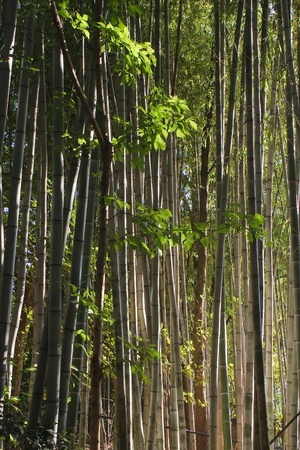 Sunlight shining through a bamboo forestの写真素材