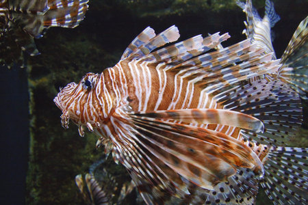 A brown and white lion fish