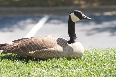 A canada geese resting in the sunny grassの写真素材