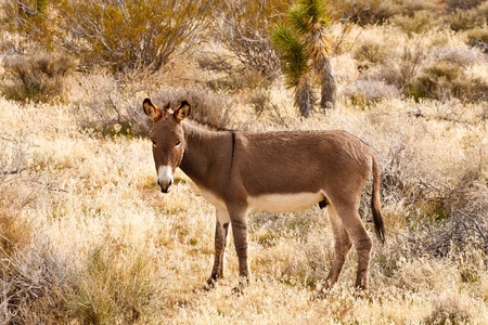 A brown burro standing in dry desert scrub looking at cameraの写真素材