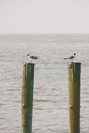 Two seagulls perched on weathered pilings on the coastの写真素材