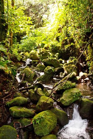 Stream flowing through a lush, green rain forestの写真素材