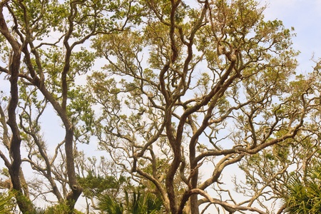 A massive old oak tree against a summer skyの写真素材