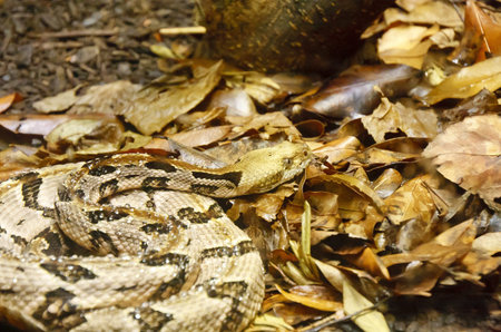 Western Diamondback rattlesnake in dry leavesの写真素材