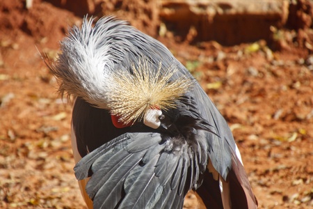 A crested crane preening in fieldの写真素材