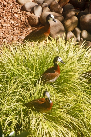 African White Faced Ducks in Grassesの写真素材
