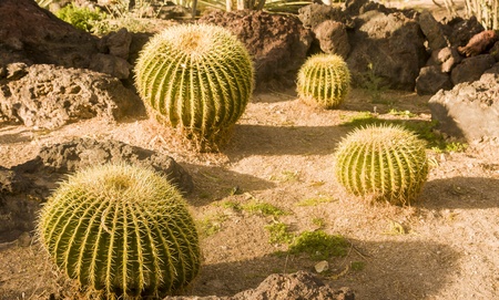 Some Plantings in a Desert Cactus Gardenの写真素材