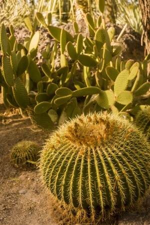 Some Plantings in a Desert Cactus Gardenの写真素材