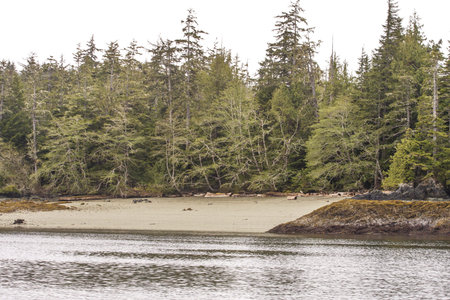 A wilderness area along an Alaskan waterway