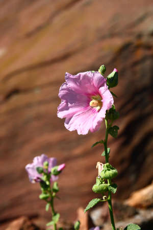 Pink Althea Blossoms with Red Rock Hills in Backgroundの写真素材