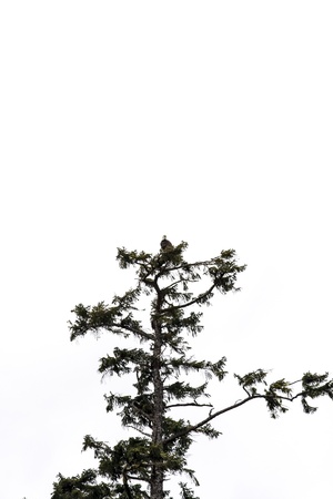 An eagle perched in the top of a tall evergreen on white backgroundの写真素材