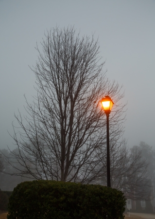 A bare tree in winter by a street light in early morning dense fogの写真素材