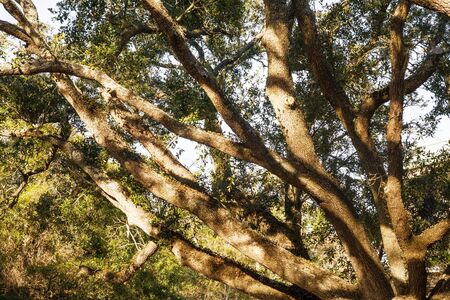 Dappled sun on masive limbs in a huge old live oak treeの写真素材